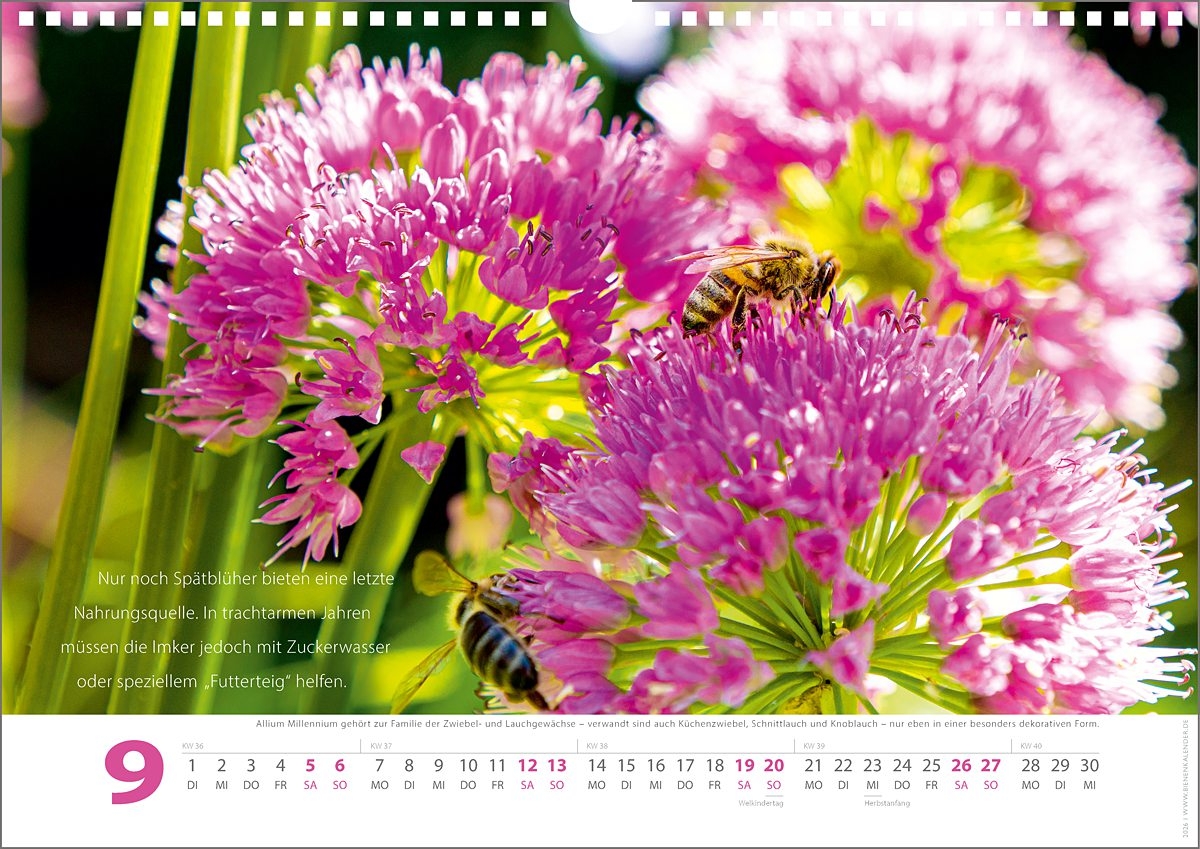 Bienenkalender 2026 I Das Bienenjahr I DIN A3