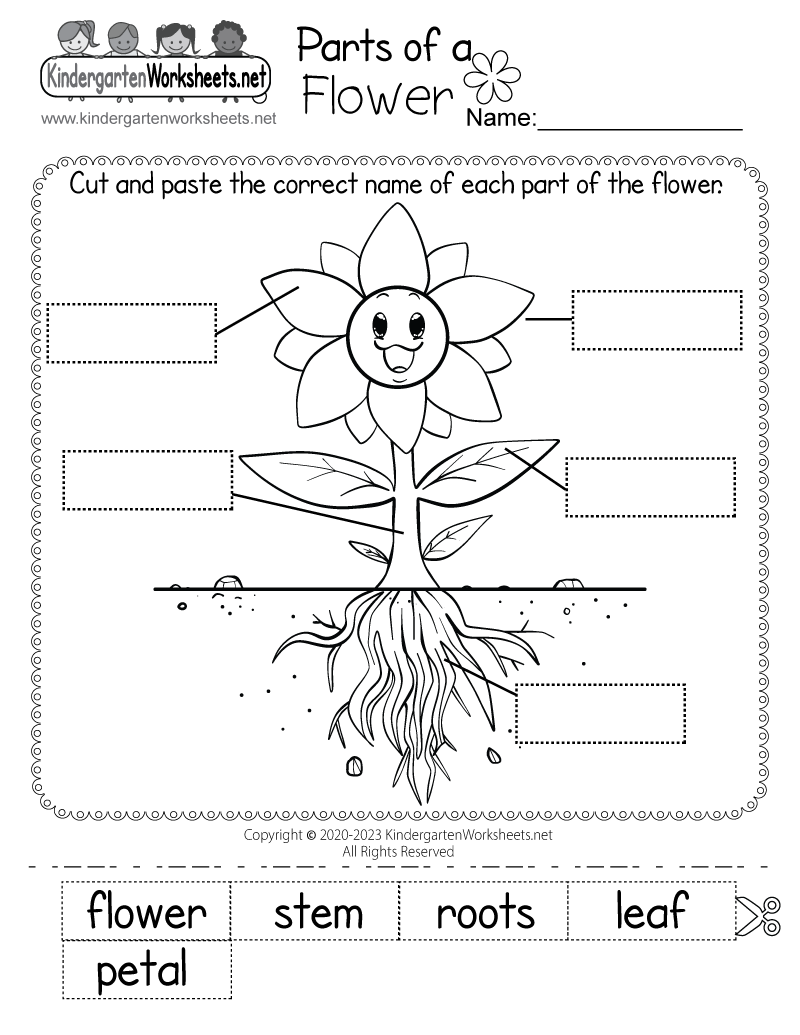 Free Printable Plant Worksheets For Kindergarten