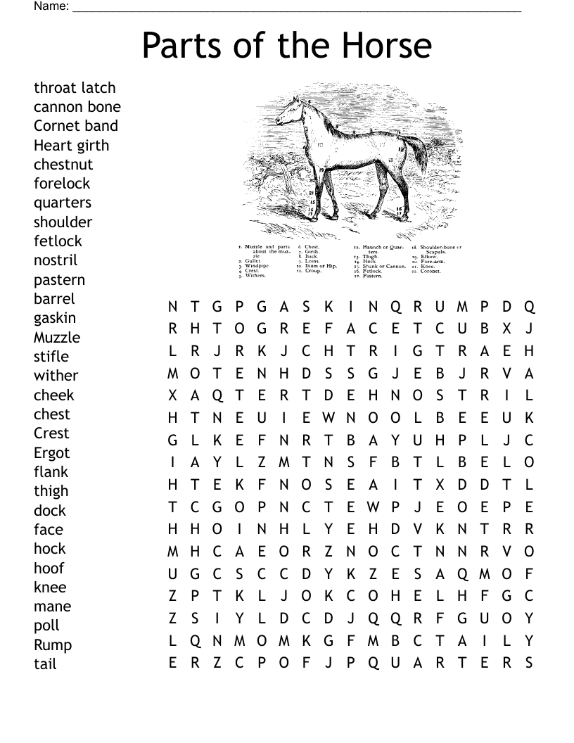 Horse Words Crossword WordMint