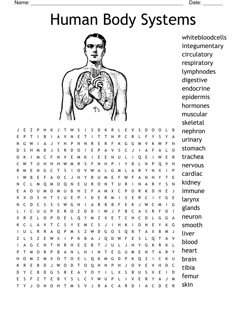 Human Anatomy Word Search WordMint