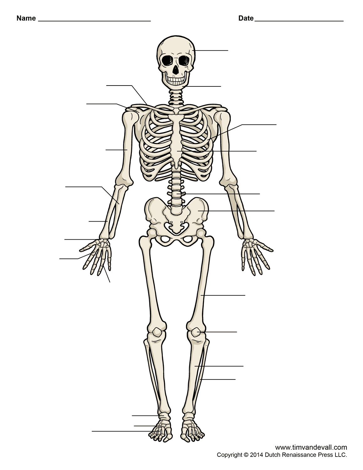 Human skeleton chart Tim s Printables