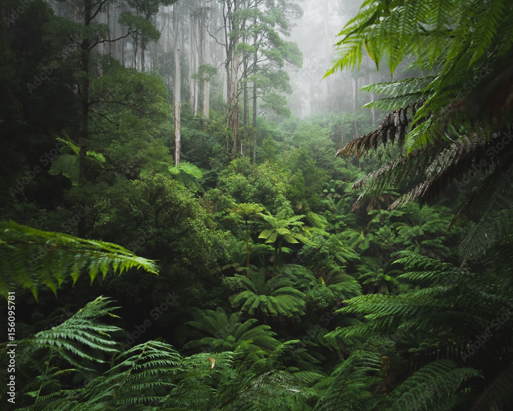 Printable Pictures Of The Rainforest