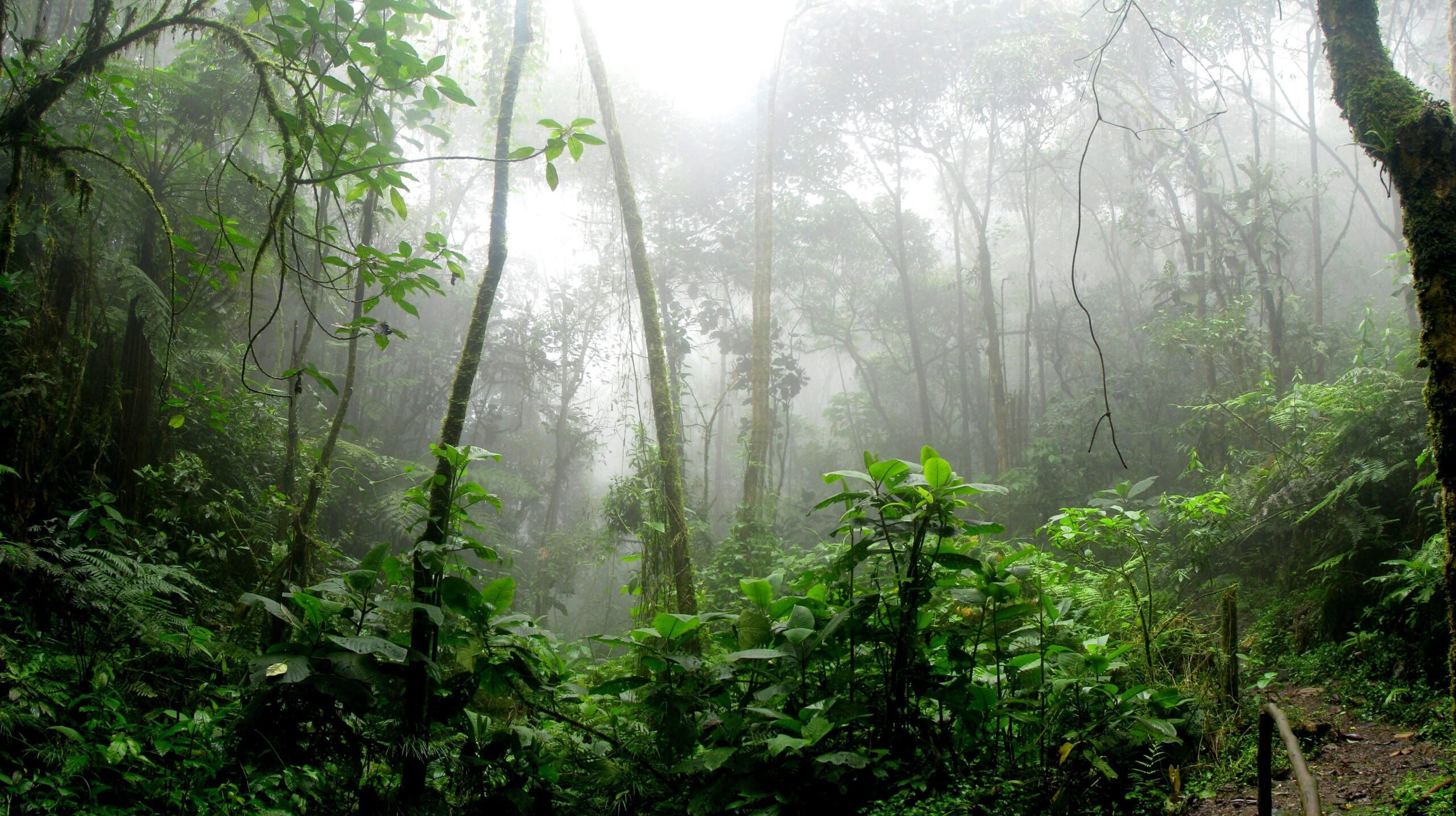 Rainforest Photos Download The BEST Free Rainforest Stock Photos 