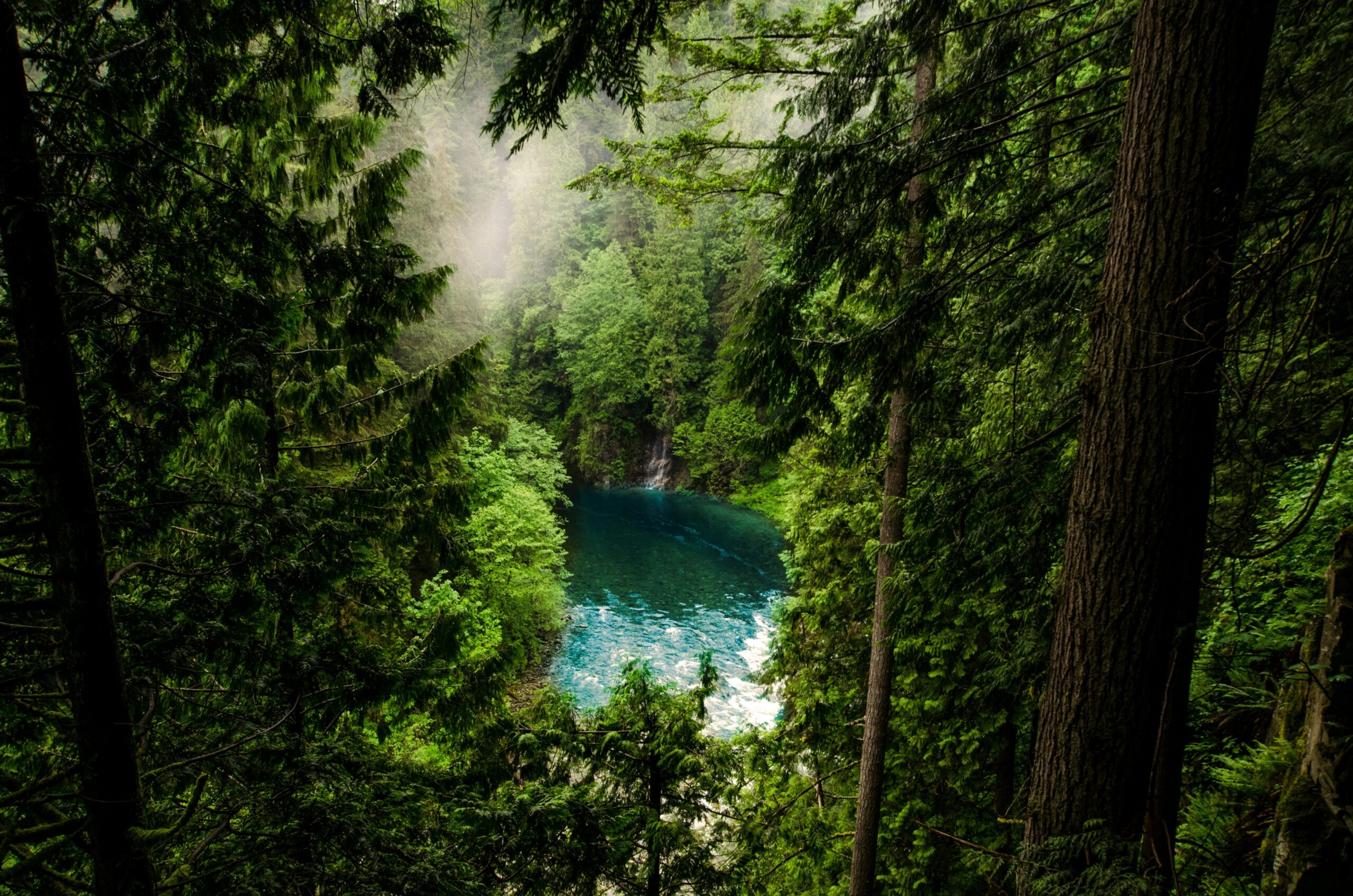 Rainforest Photos Download The BEST Free Rainforest Stock Photos 