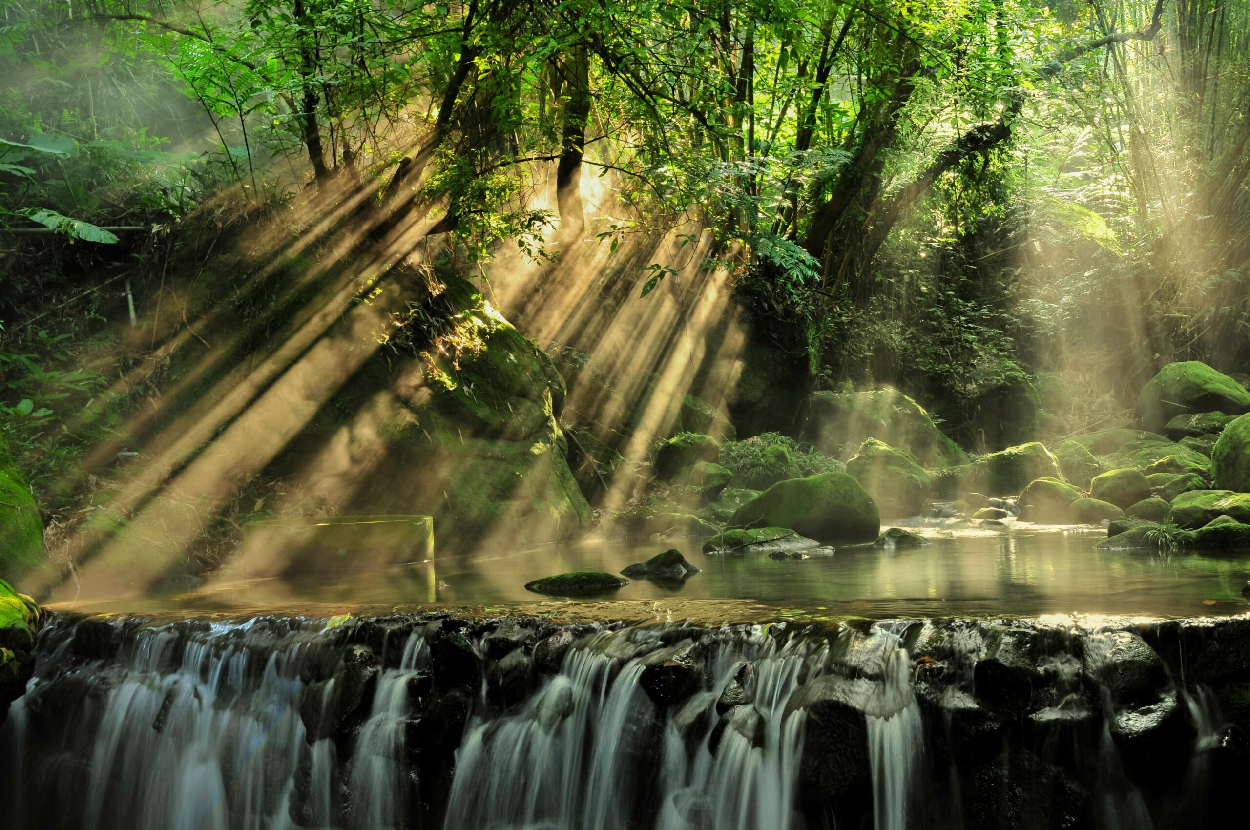 Rainforest Photos Download The BEST Free Rainforest Stock Photos 