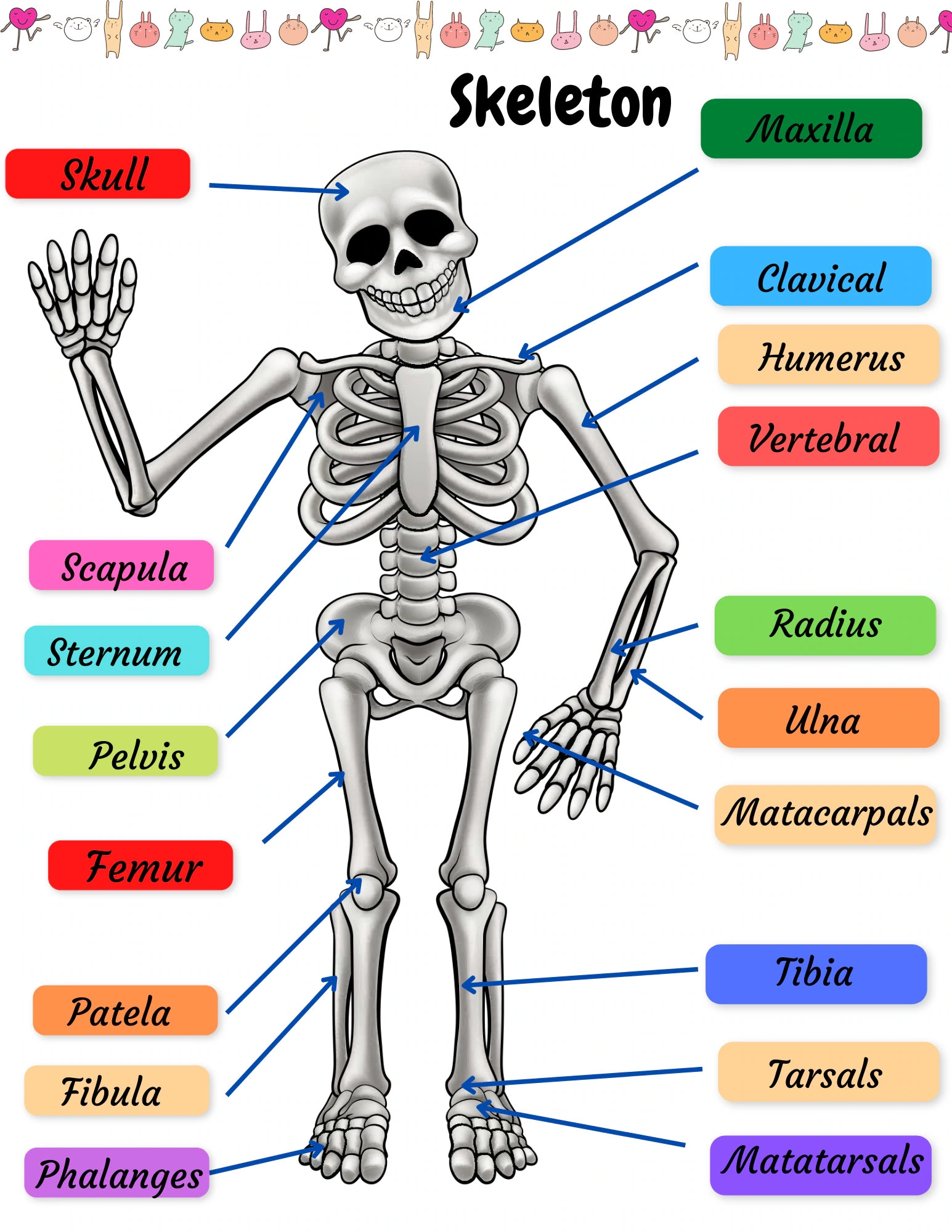 Printable Human Body Skeleton