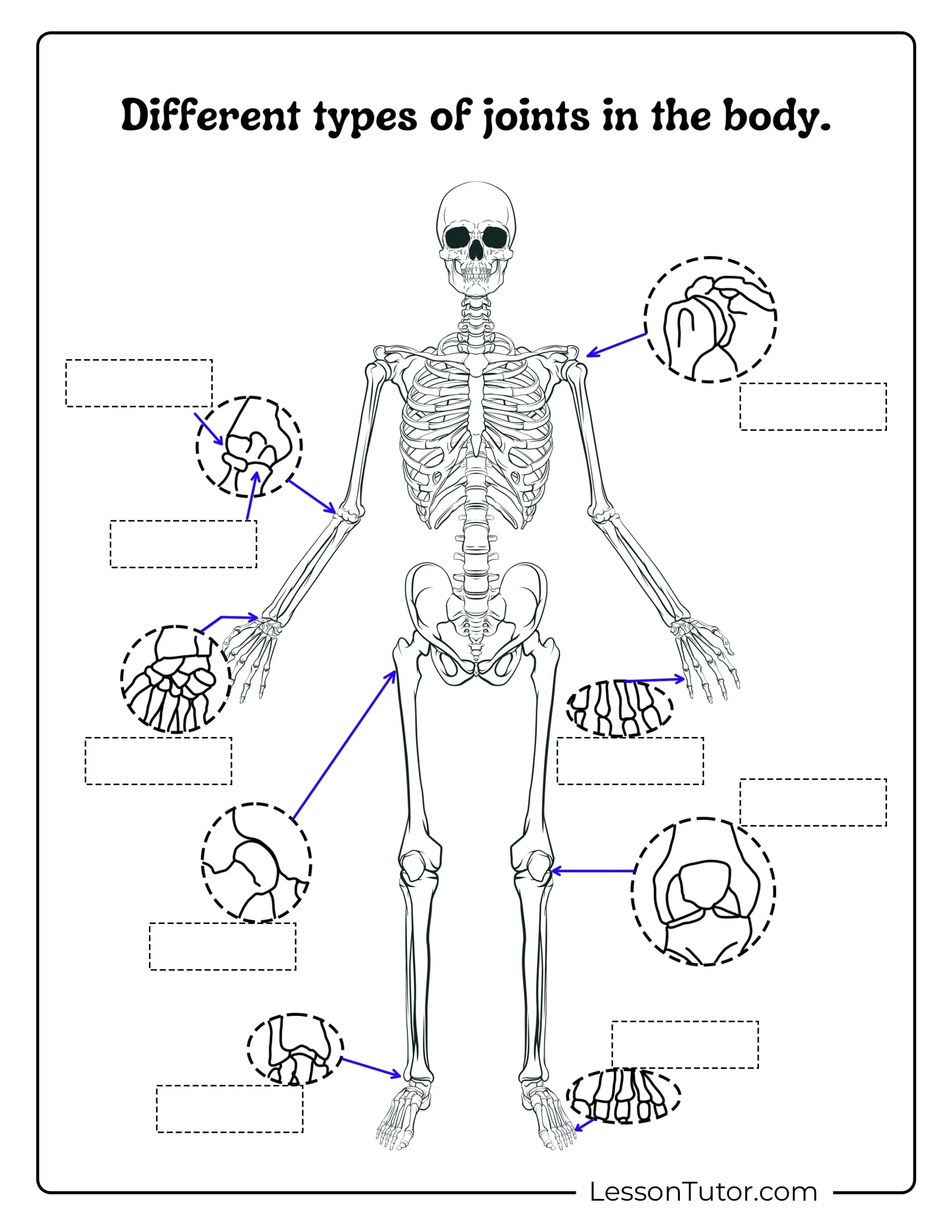 Skeletal System For Kids Worksheet