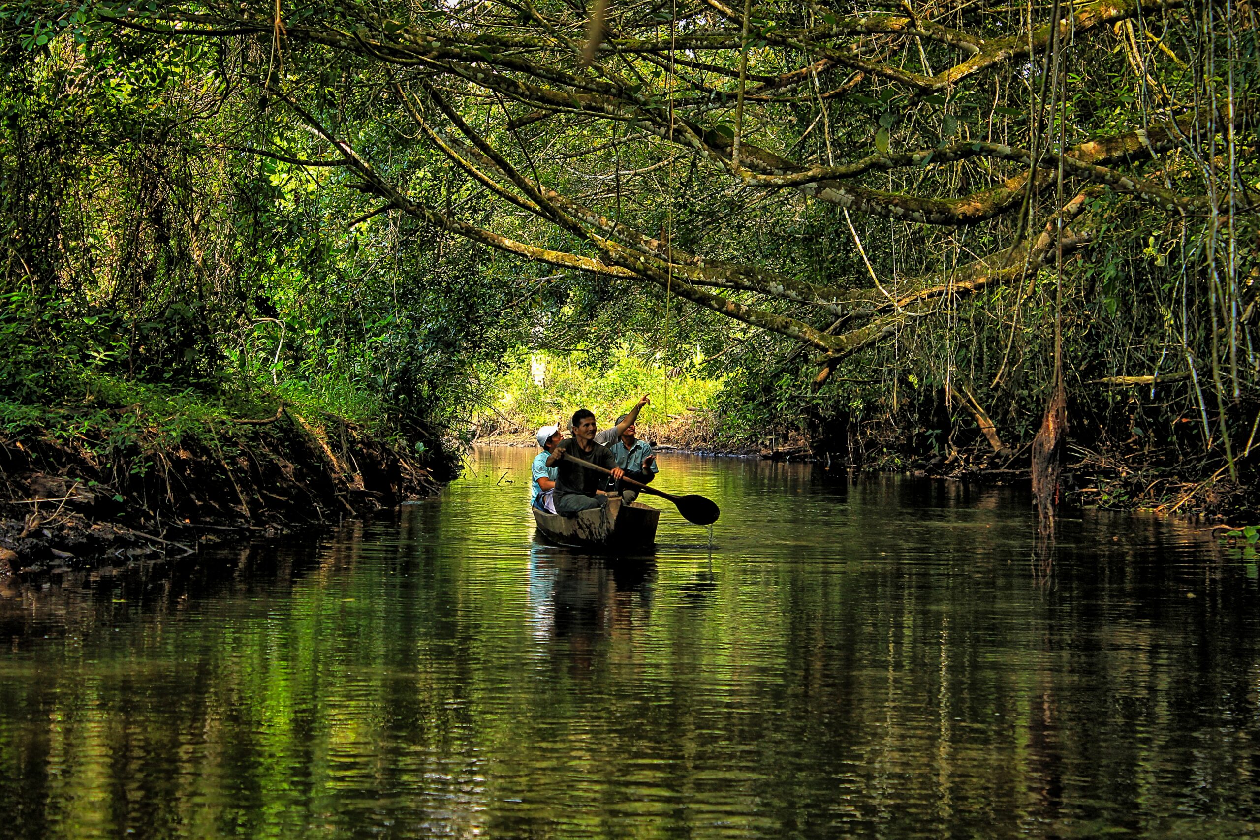 The Amazon Rainforest For Kids With Free Printable Mini Book 