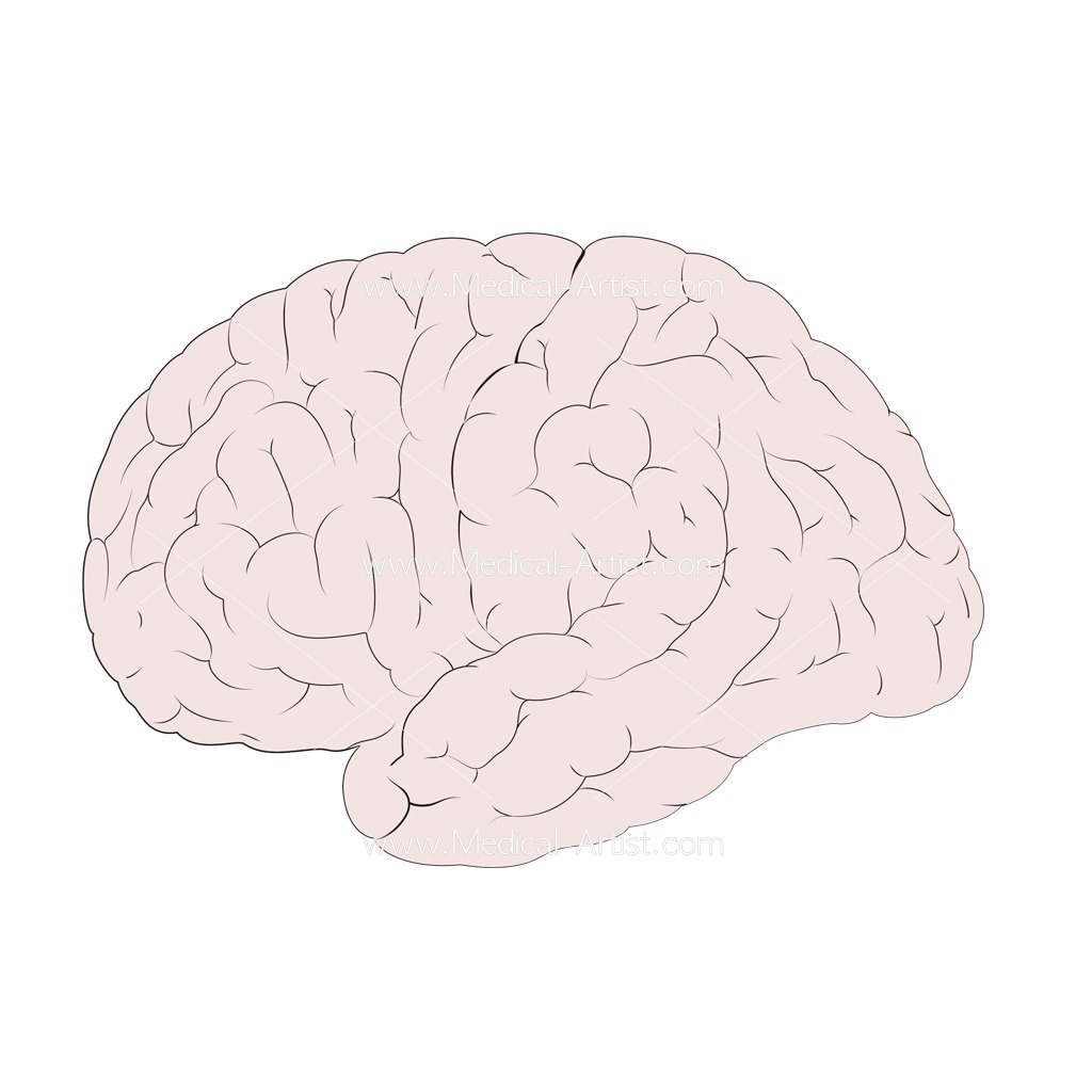 Anatomy Of The Brain Human Anatomy Medical Illustration
