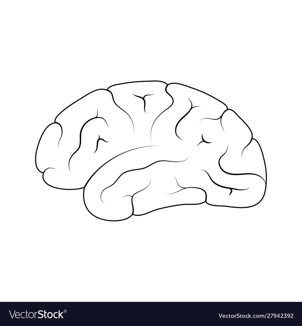 Brain Template Printable