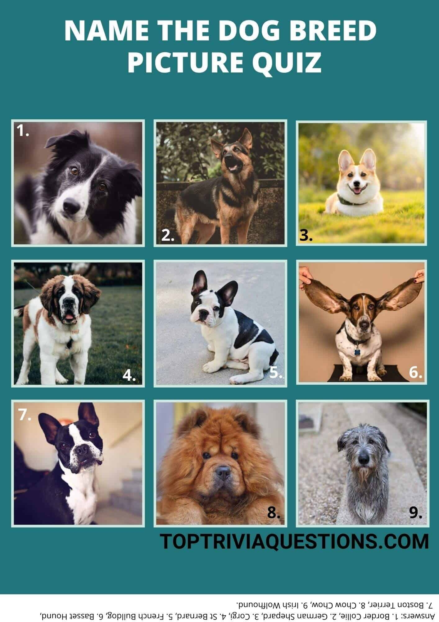 Breed Quiz How To Figure Out Dog Breed Picture Quiz Questions Dog 