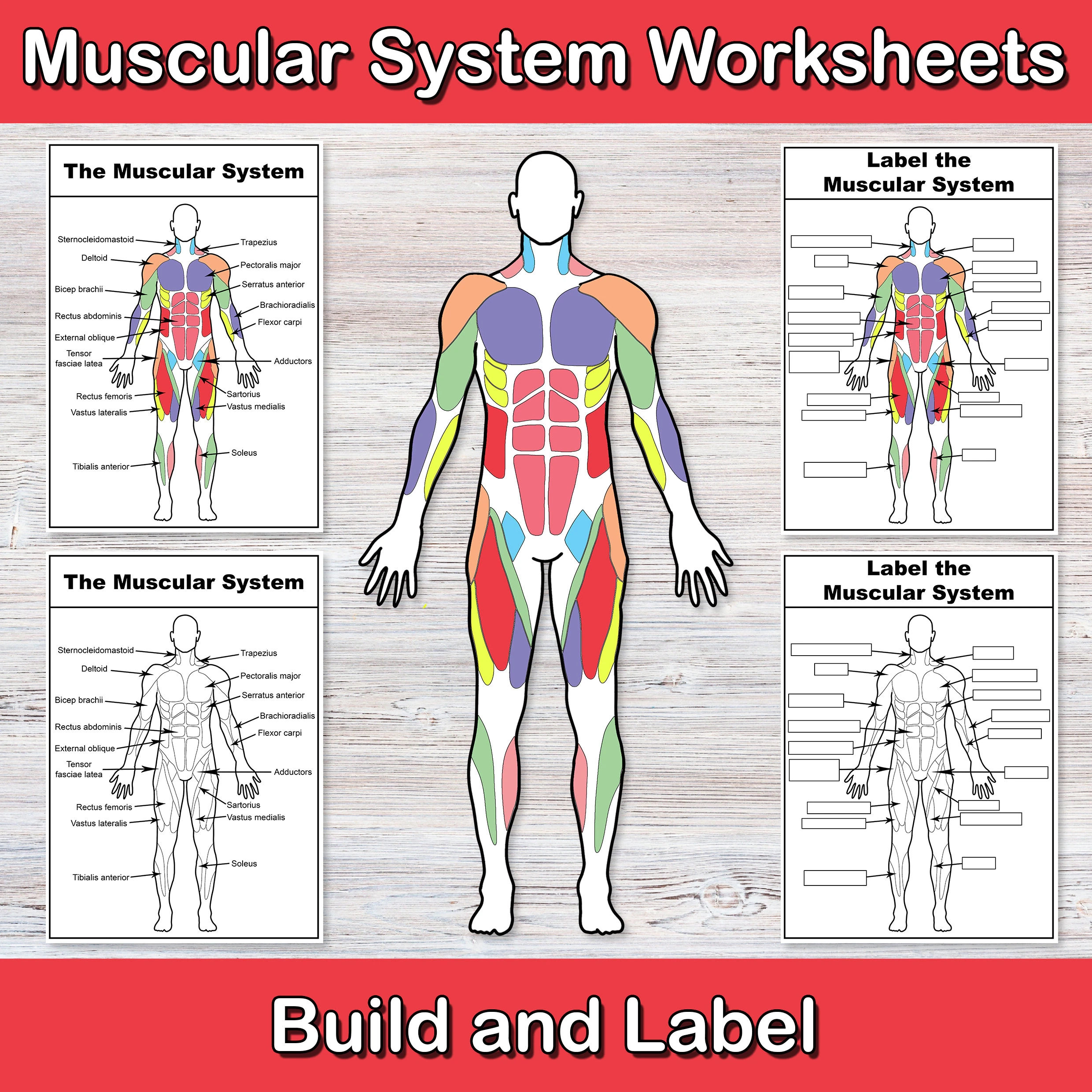 Build And Label The Muscular System Anatomy Worksheets Muscle 