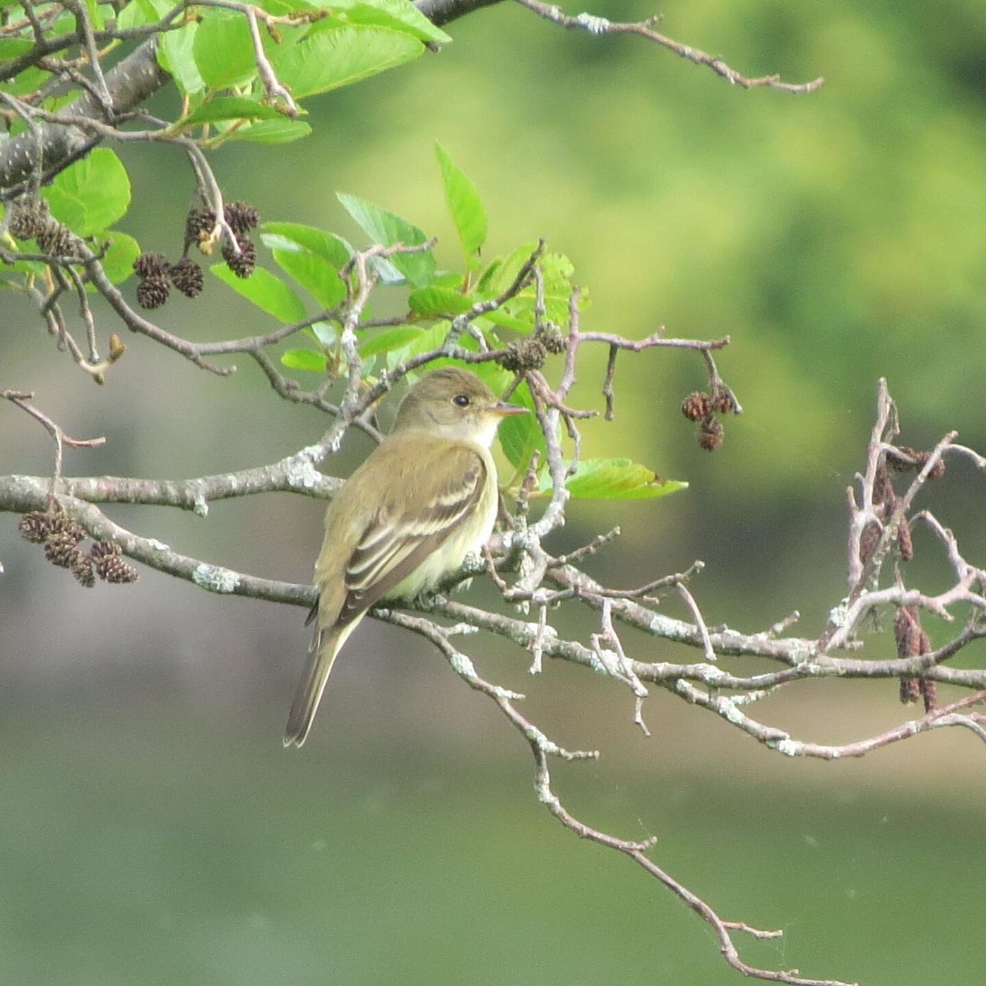 Catching Sight Of A Willow Flycatcher Is Among The Delights Of May 