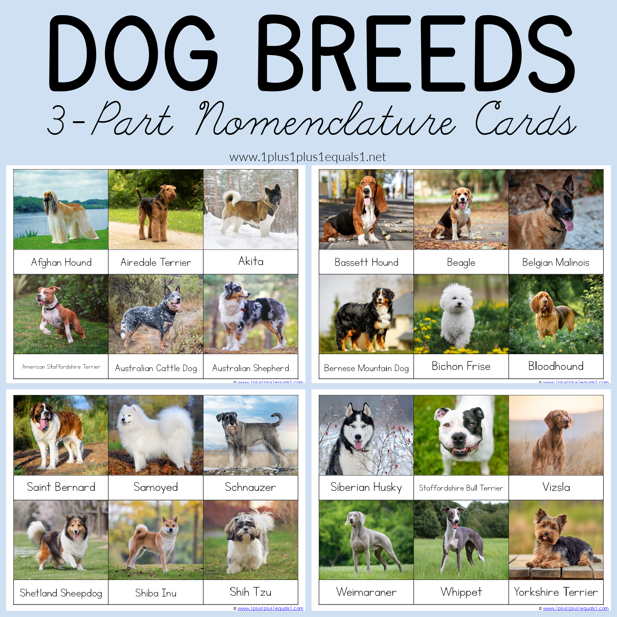 Printable Dog Breed Quiz