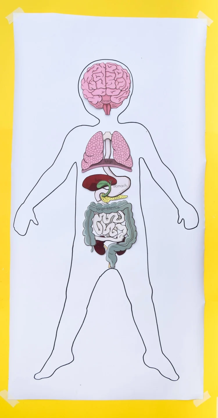 Human Anatomy Printable Sheets