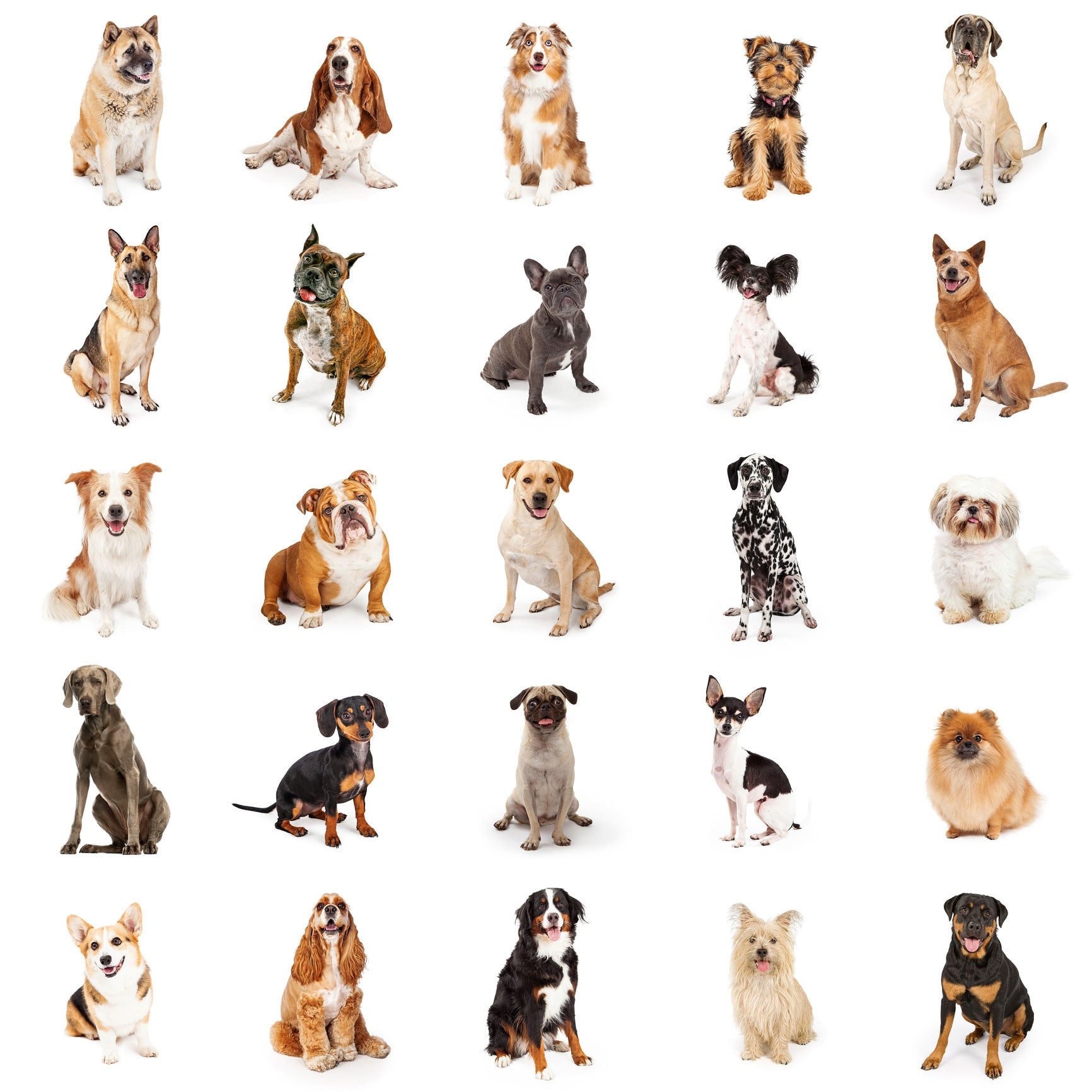 Guess Dog Breed Info Quiz HOT Animal Quiz Quiz To Determine Dog 