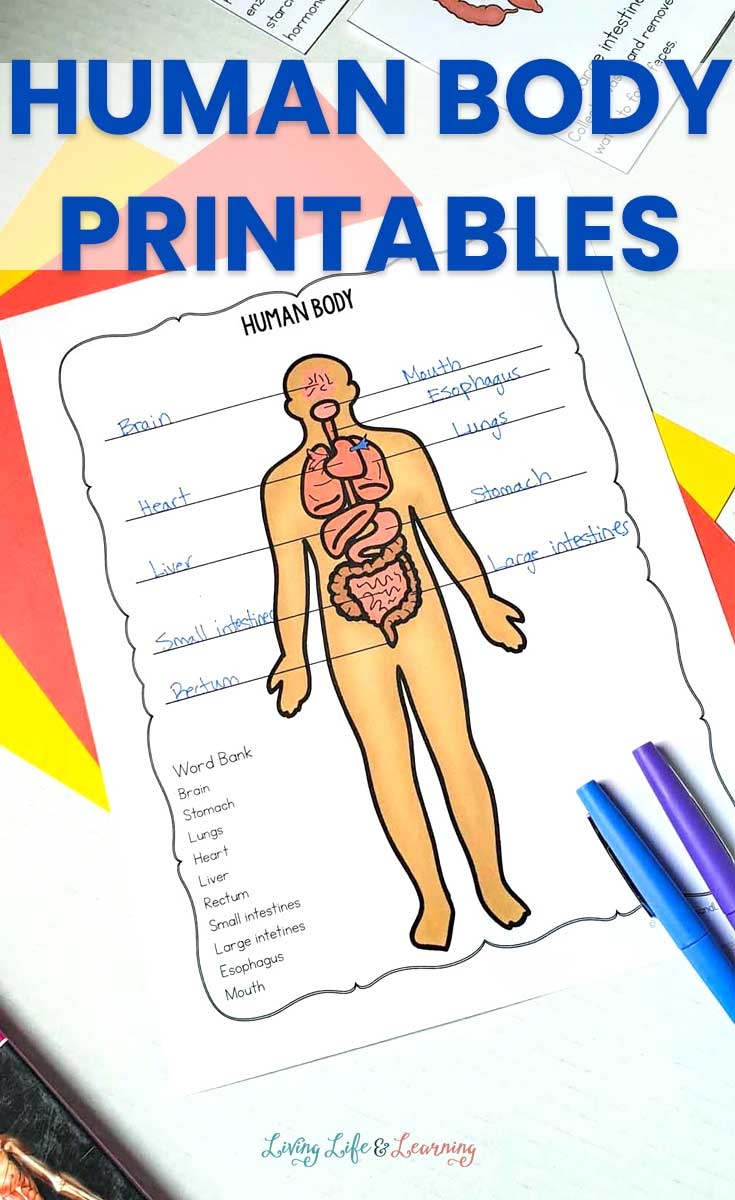Human Body Printables For Kids Worksheets Library