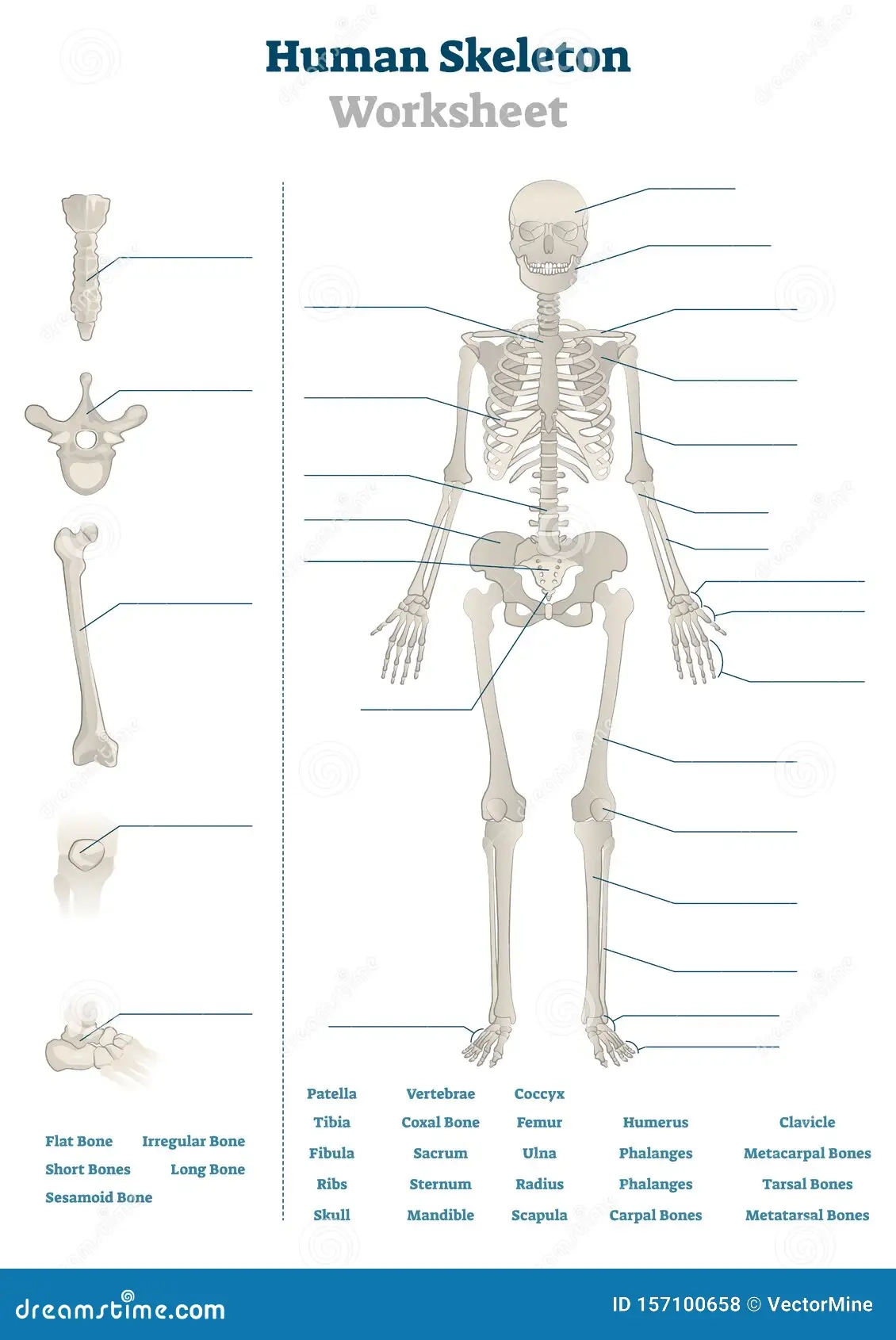 Human Skeleton Worksheet Vector Illustration Blank Educational 