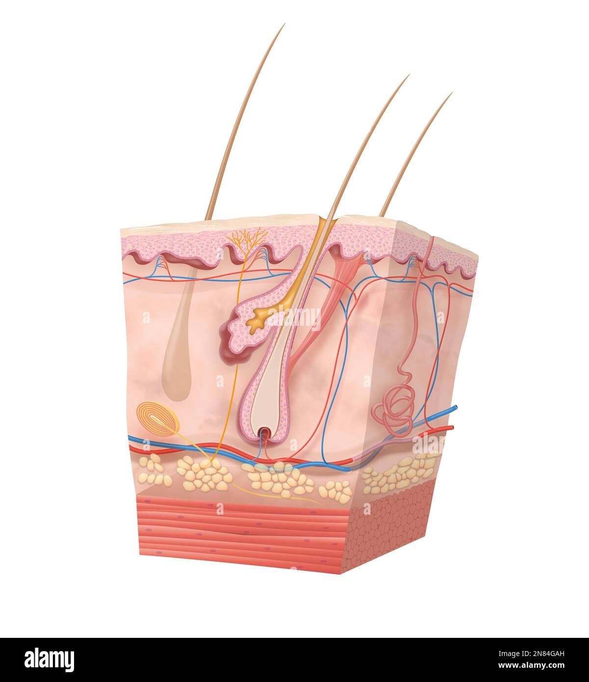 Human Skin Anatomy Diagram Hi res Stock Photography And Images Alamy