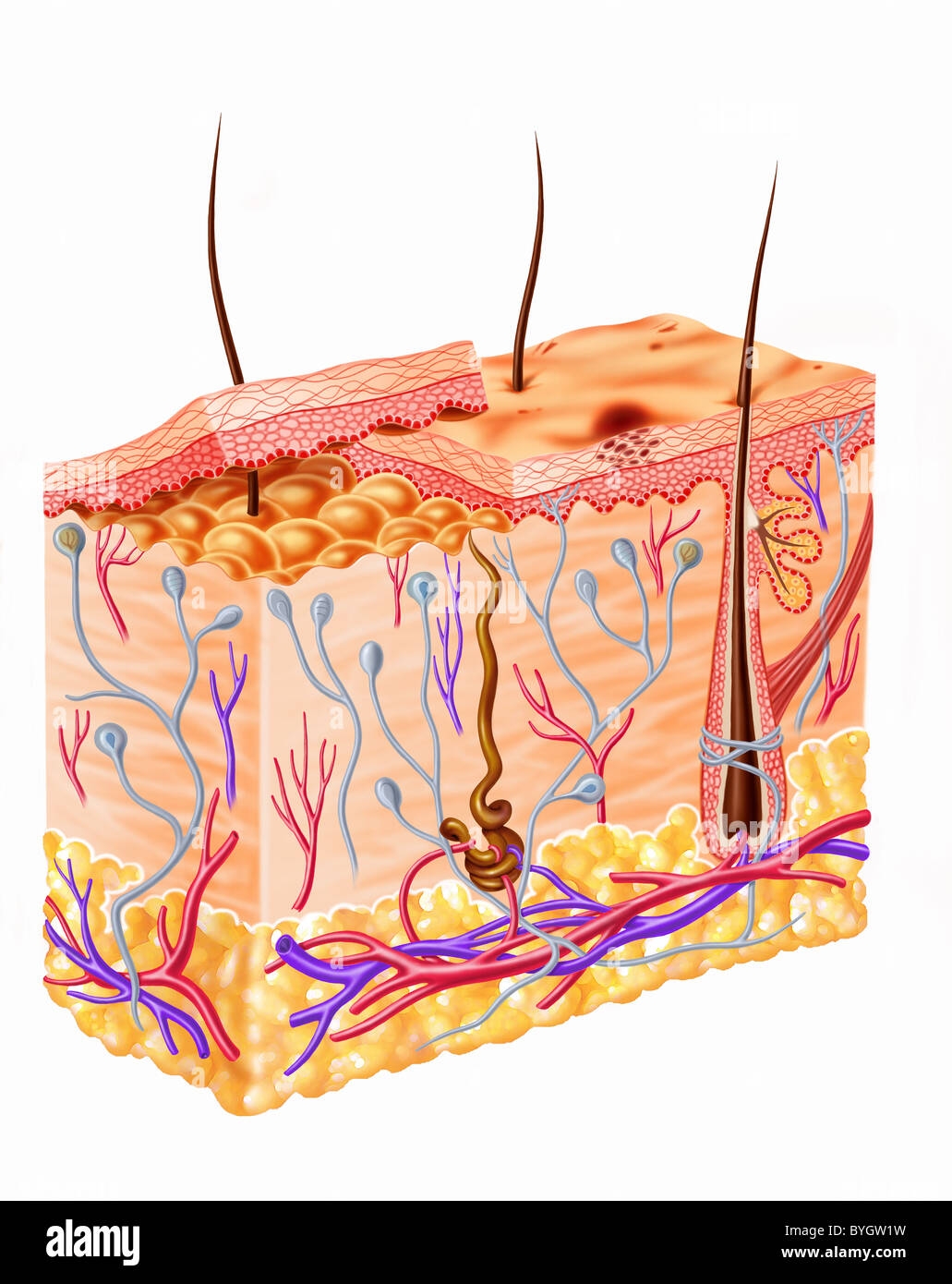 Human Skin Diagram Hi res Stock Photography And Images Alamy