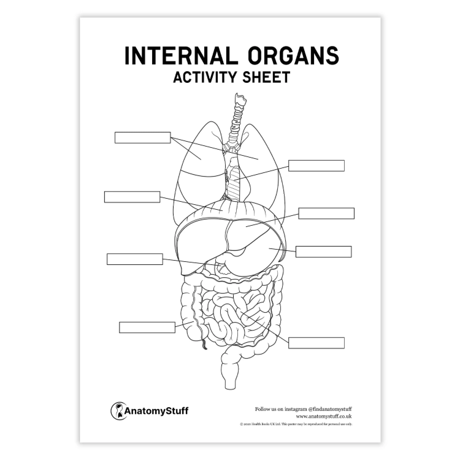 Internal Organs Activity Sheet PDF Digital Download AnatomyStuff