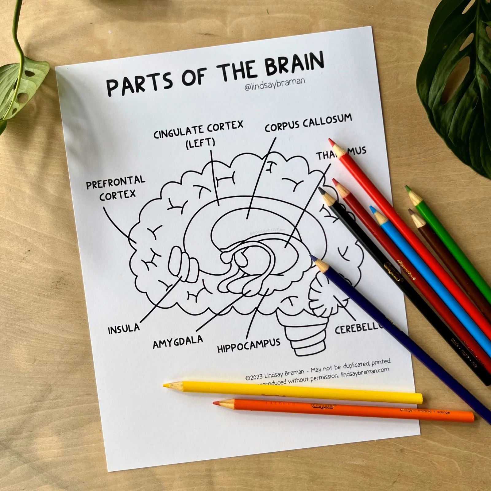 Learning About The Brain A Brain Worksheet PDF Resource 