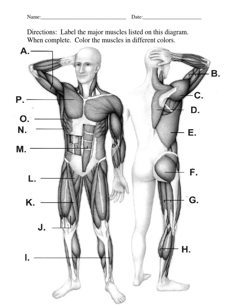 Human Muscle Labeling Worksheet