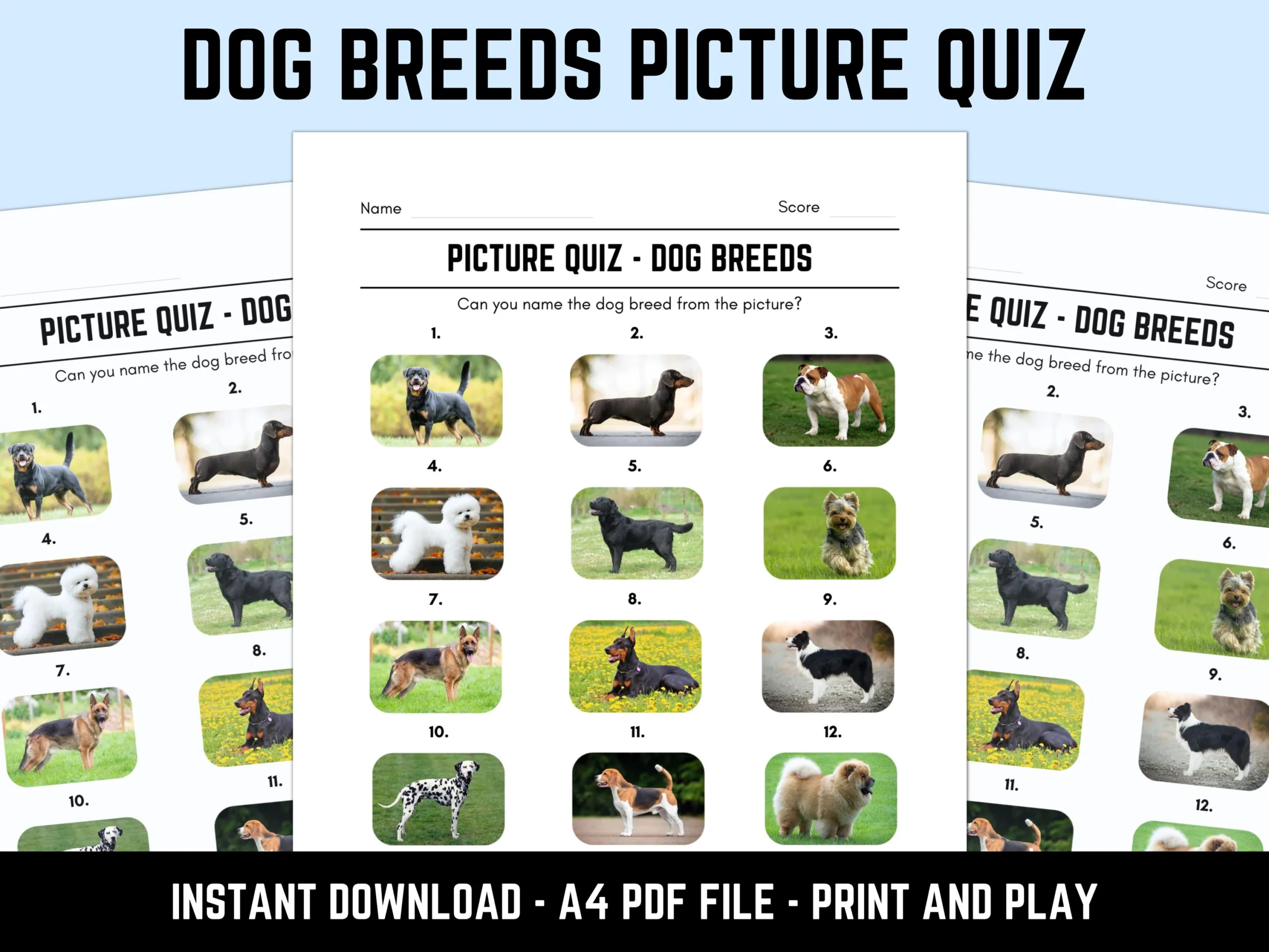 Printable Dog Dog Breed Match Quiz Pet Dog Breed Selector Quiz Uk 