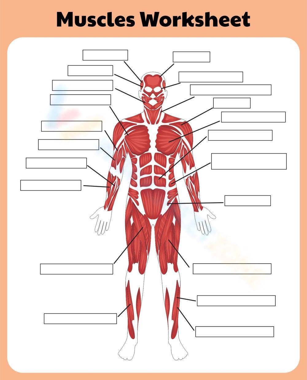 Printable Muscular System Worksheets