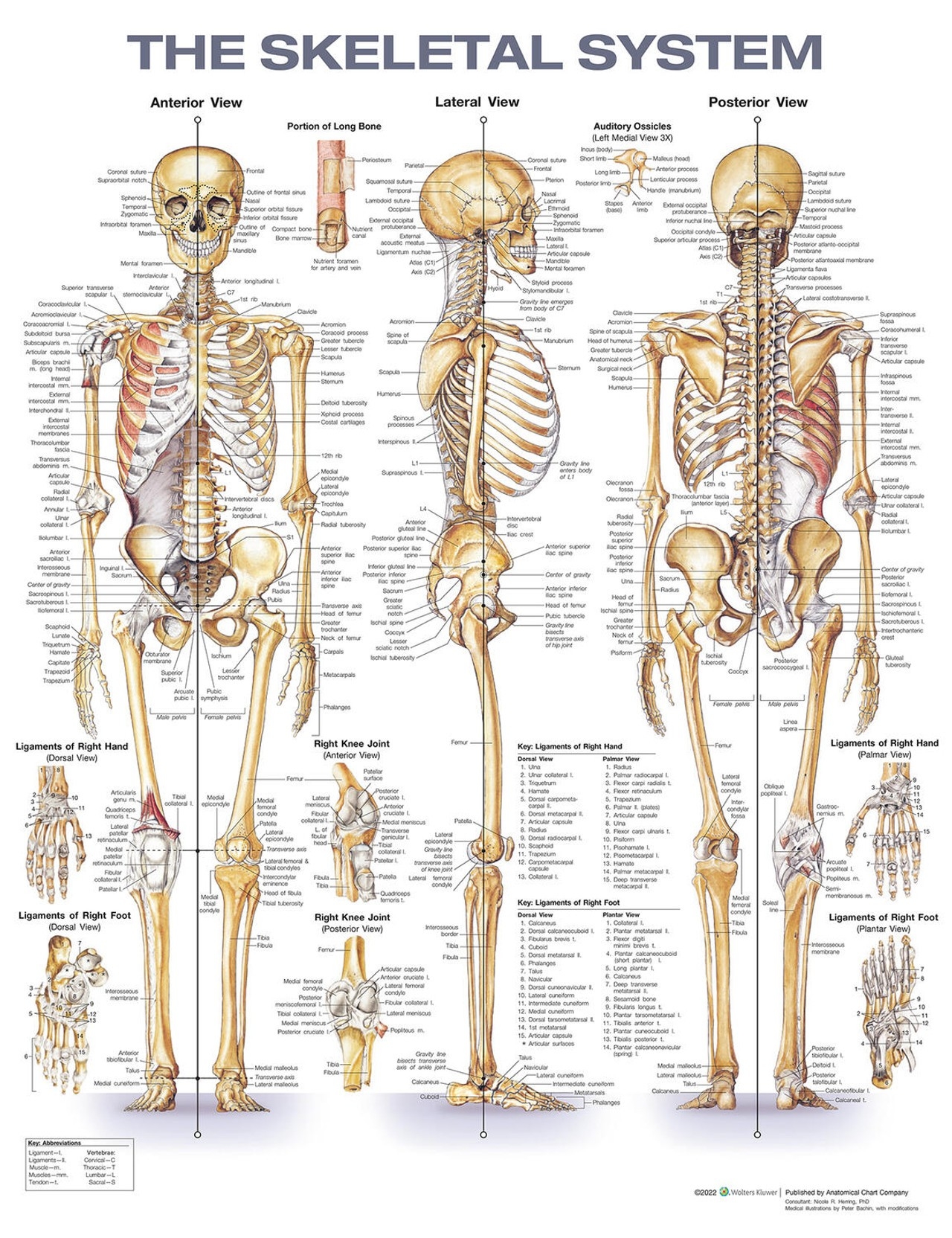 Printable Skeleton With Bones Labeled