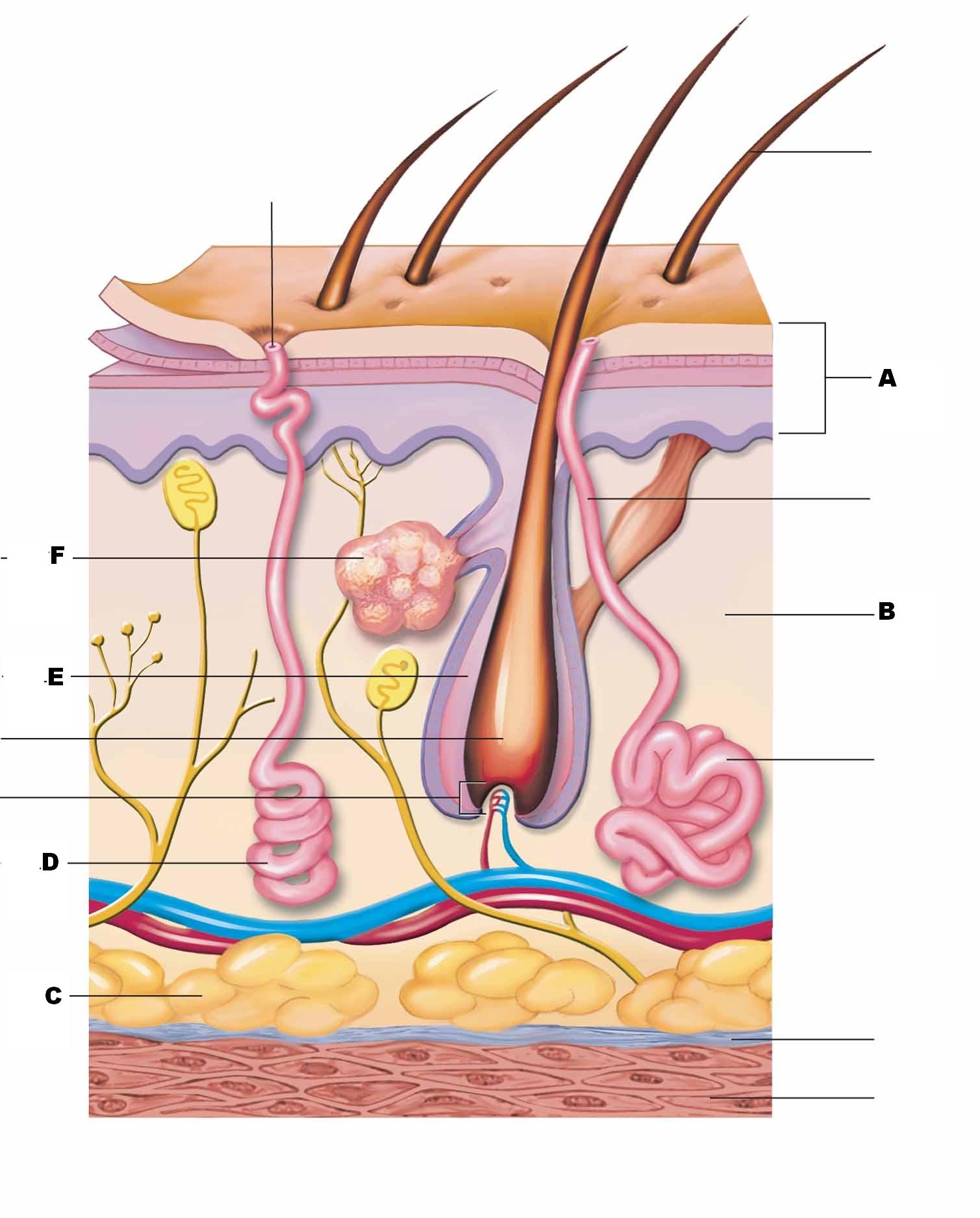 Blank Skin Structure Diagram