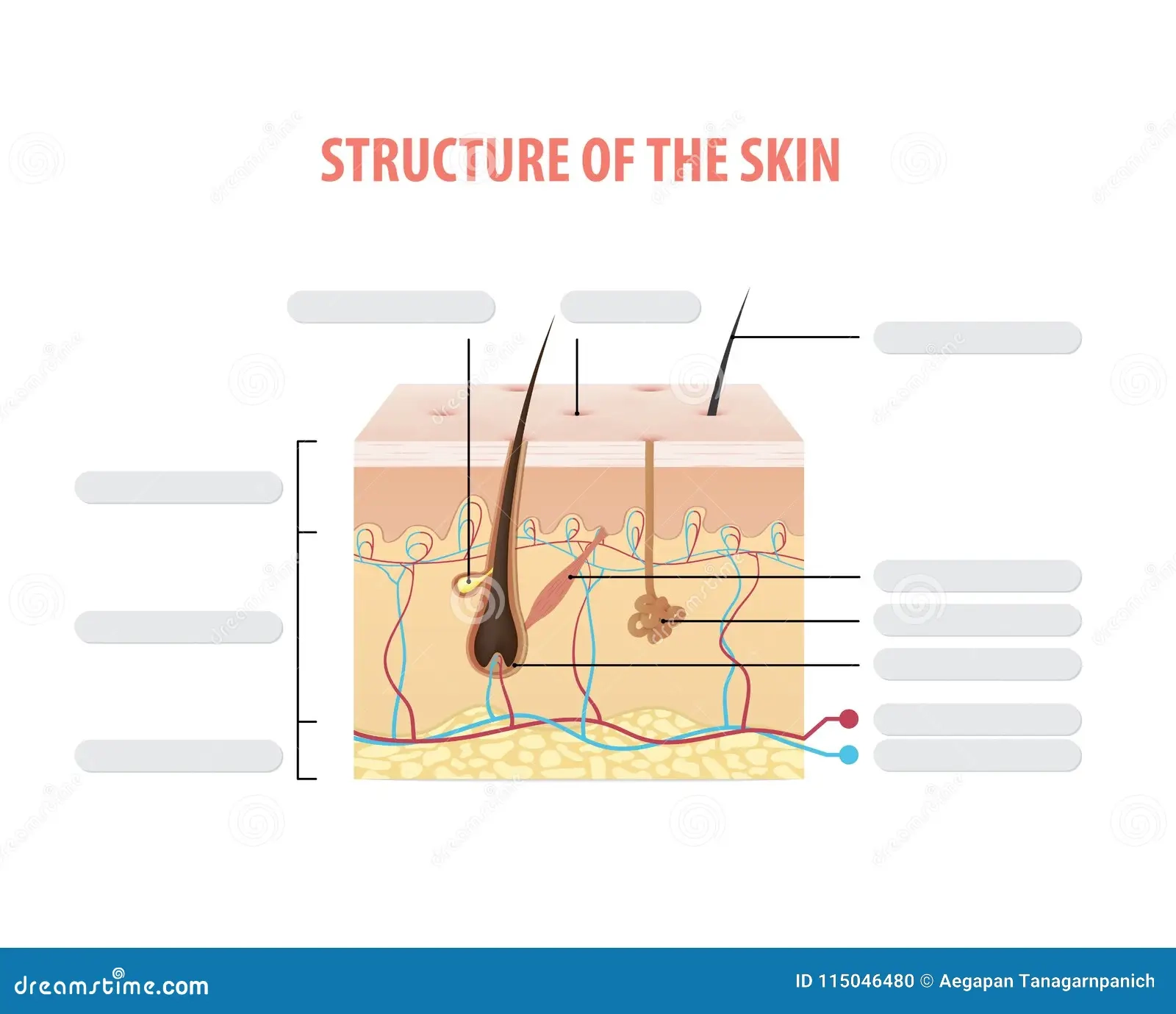 Structure Of The Skin Info Blank Illustration Vector On White Ba 