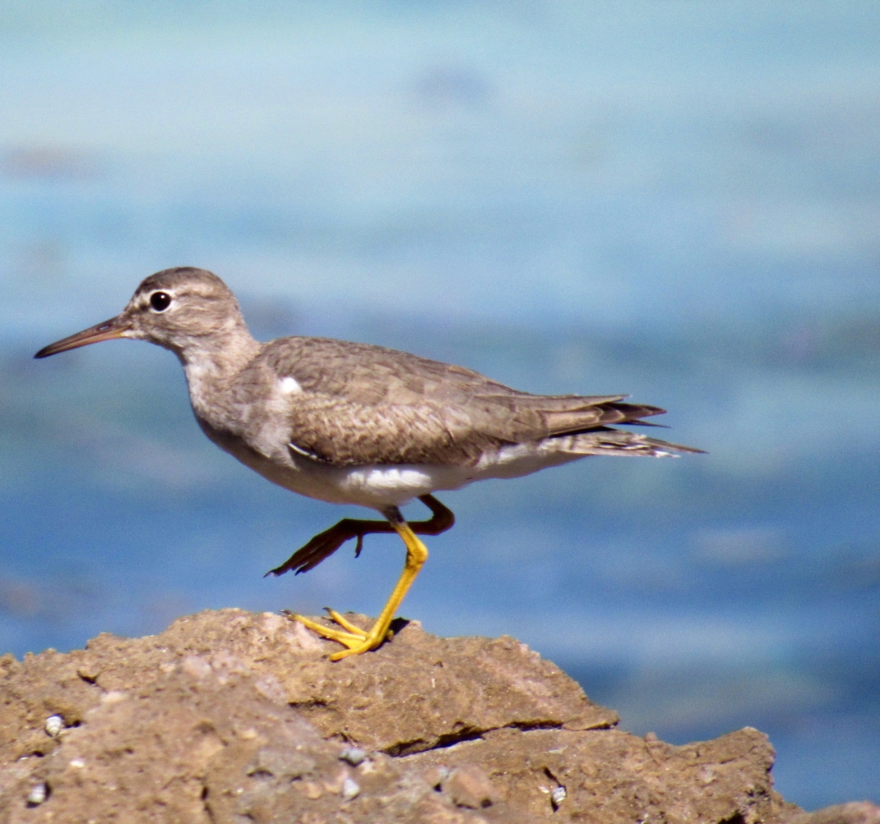 The Finer Points Of Waterbird And Shorebird ID A Bit Of A Brain 
