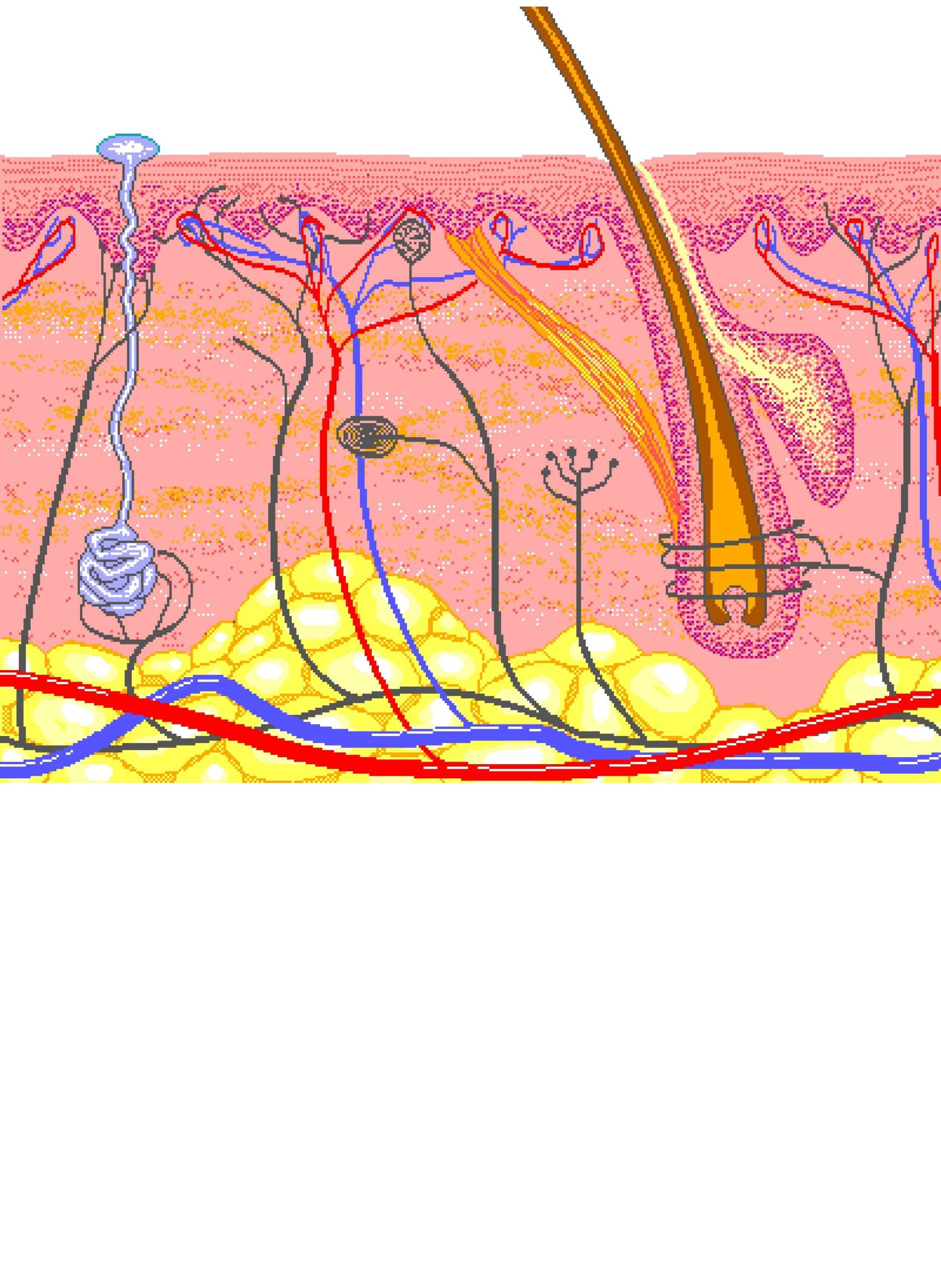 The Layers Of The Skin Interactive Anatomy Model