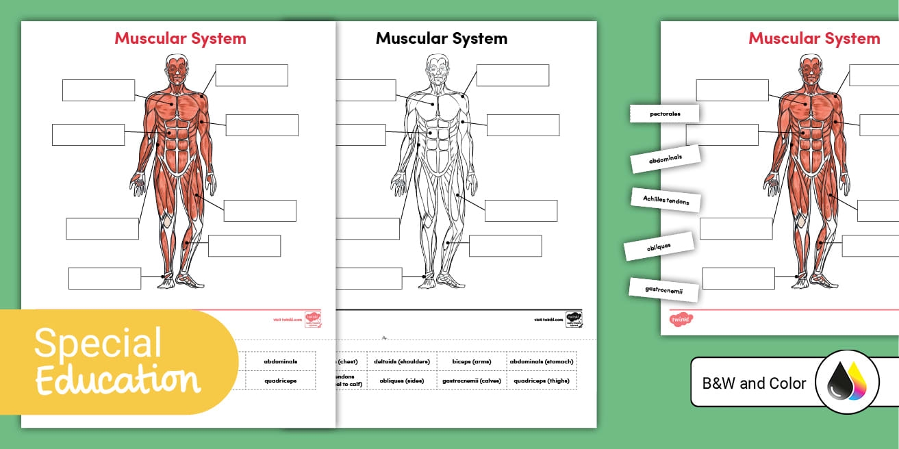 The Muscular System Muscle Labeling Worksheet For Older Learners