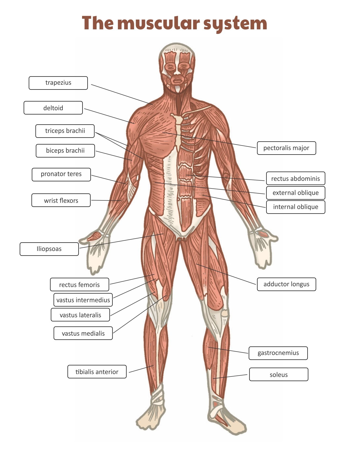 Free Printable Anatomy And Physiology Worksheets